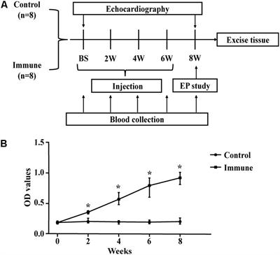 Elevated β1-Adrenergic Receptor Autoantibody Levels Increase Atrial Fibrillation Susceptibility by Promoting Atrial Fibrosis